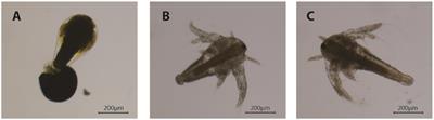 Lipid Profile Changes During the Development of Artemia franciscana, From Cysts to the First Two Naupliar Stages